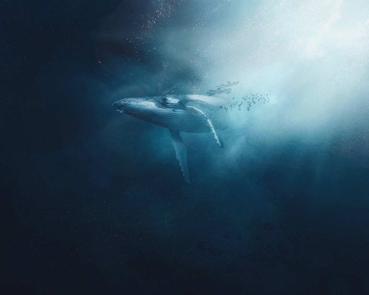 The Ocean Fund