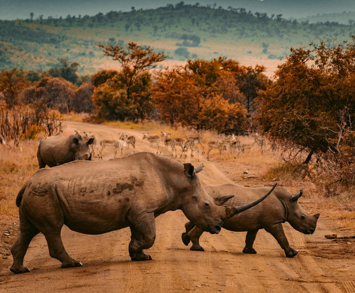 The Wildlife Fund