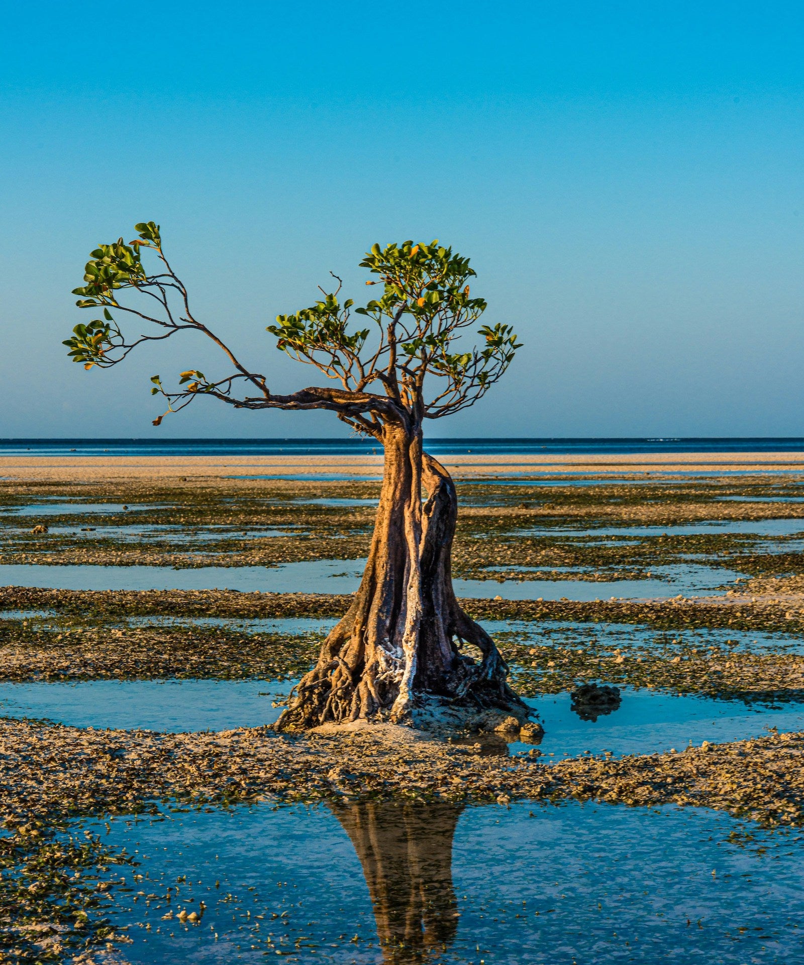 Mangrove Restoration